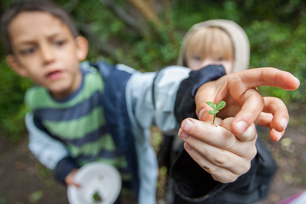 ©Neil Turner/TSL. June 2008, Hertfordshire.