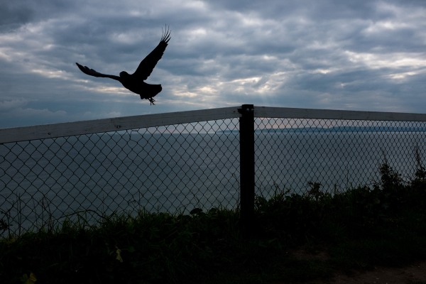 Crow takes flight from railings on the cliff tops at Fisherman's Walk,  Bournemouth. © Neil Turner, October 2015 © Neil Turner